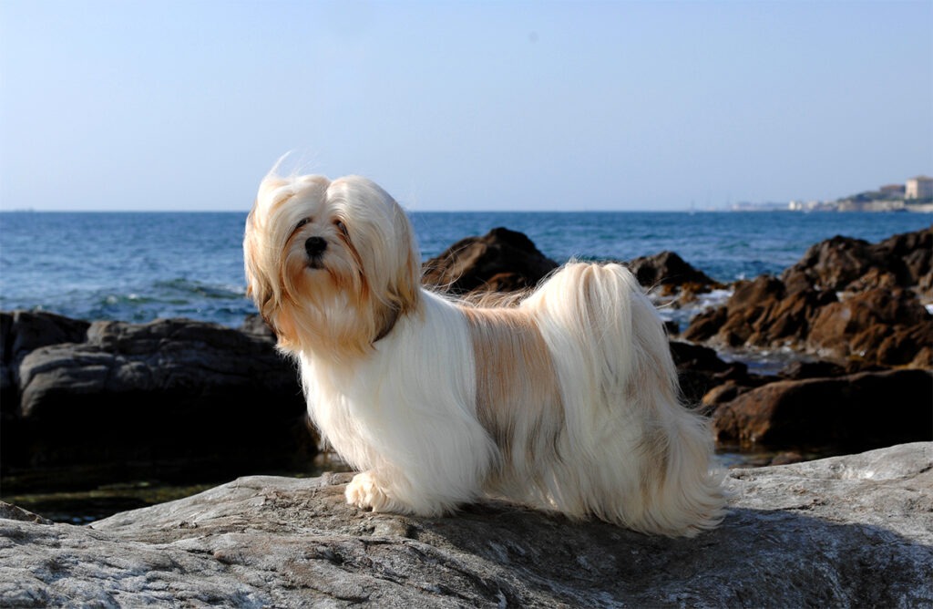 Lhasa Apso an einem steinigen Strand