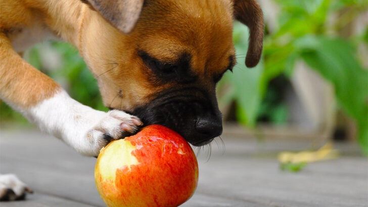 Apfel für Hunde