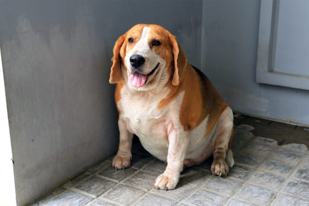 Ein dicker Beagle sitzt auf dem Boden