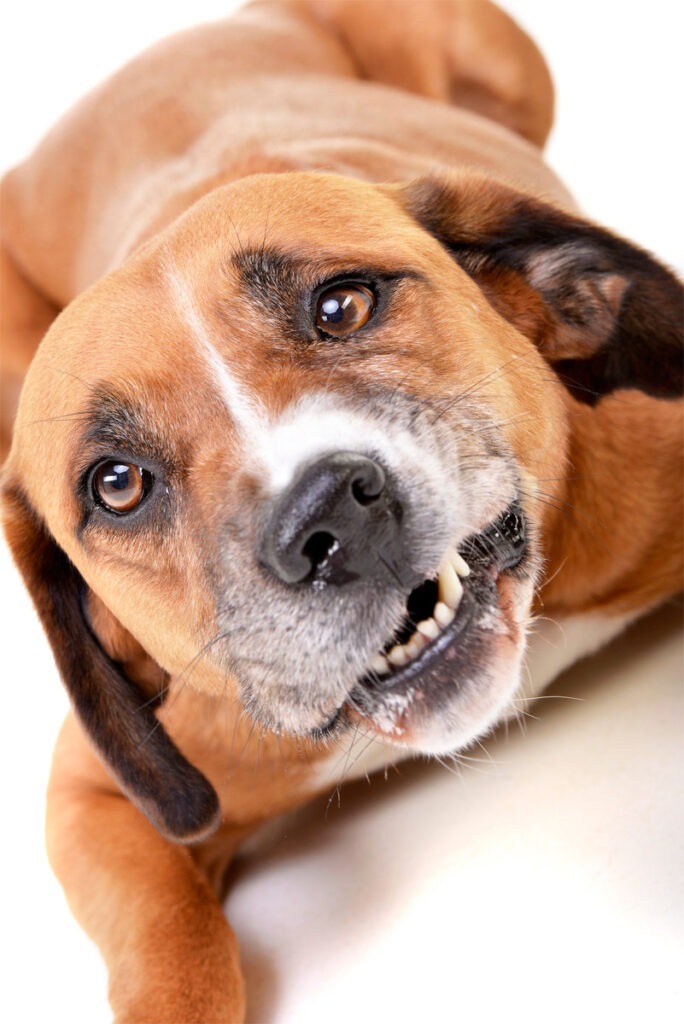Staffordshire Terriers hat Angst und klappert mit den Zähnen.