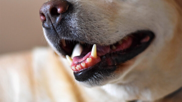Warum klappern Hunde mit den Zähnen