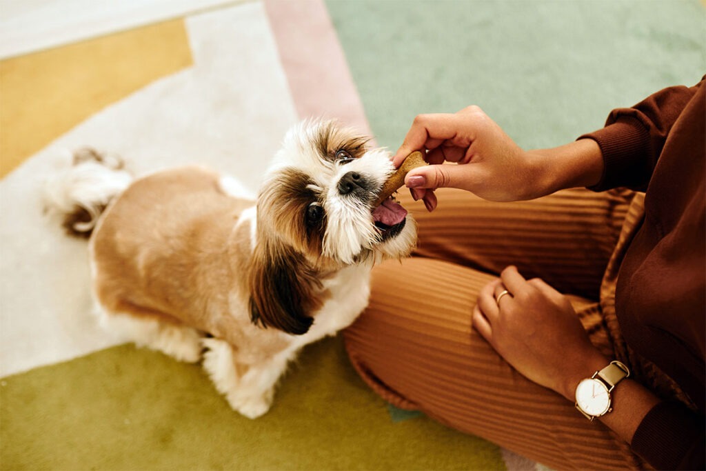 Shih Tzu bekommt Leckerlie.